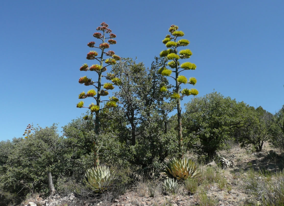 Agave parryi